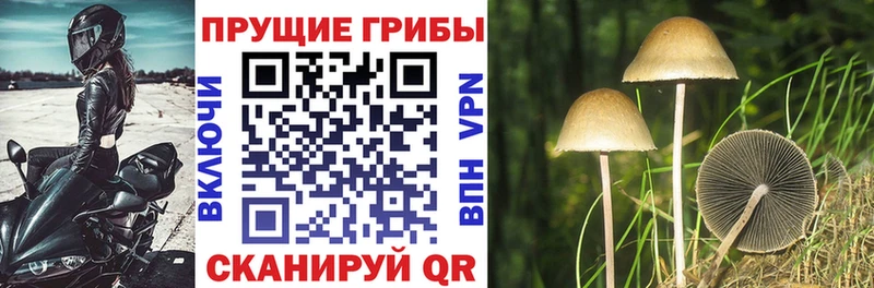 кракен как войти  Нижневартовск  Псилоцибиновые грибы прущие грибы 